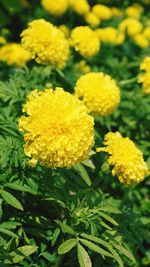 Close-up of yellow flowers blooming outdoors