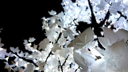 Close-up of white tree branches