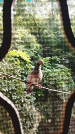 Close-up of bird perching on tree