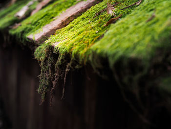 Close-up of moss growing on tree trunk