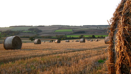 Scenic view of rural landscape