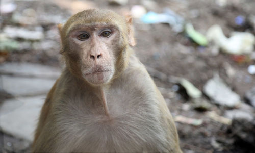 Close-up portrait of a monkey on street