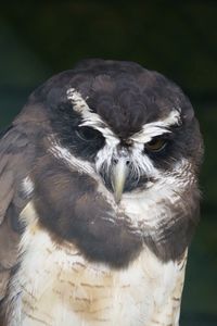 Close-up portrait of owl