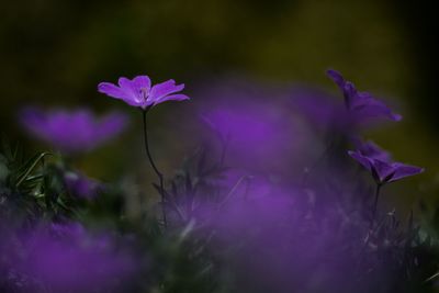 Close-up of purple flowering plant