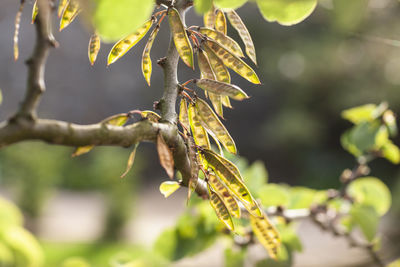 Close-up of insect on plant