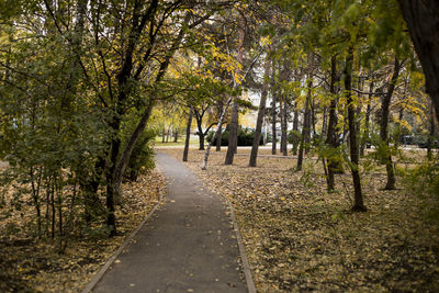 Road amidst trees in forest during autumn