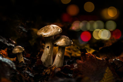 Close-up of mushrooms