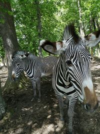 Zebras in a forest