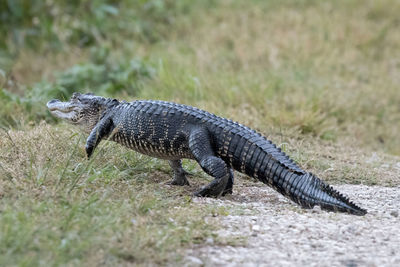 Young small alligator walking back to grass