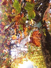 Low angle view of maple leaves on tree