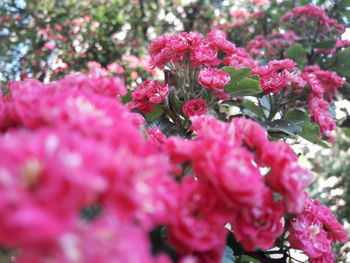 Close-up of pink flowers blooming outdoors