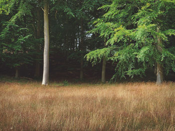 Trees on field in forest