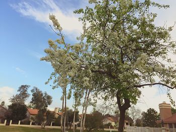 Trees against sky