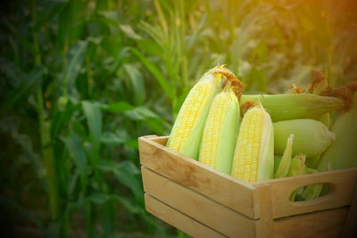 Close-up of corn on field