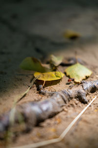 Close-up of autumn leaves falling on land