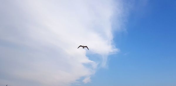 Low angle view of bird flying in sky