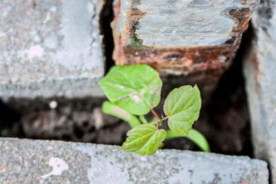 Close-up of small plant growing on wall