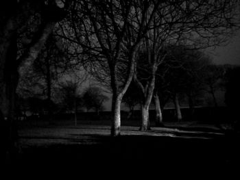 Trees against sky at night