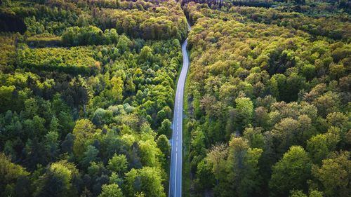 High angle view of pine trees in forest