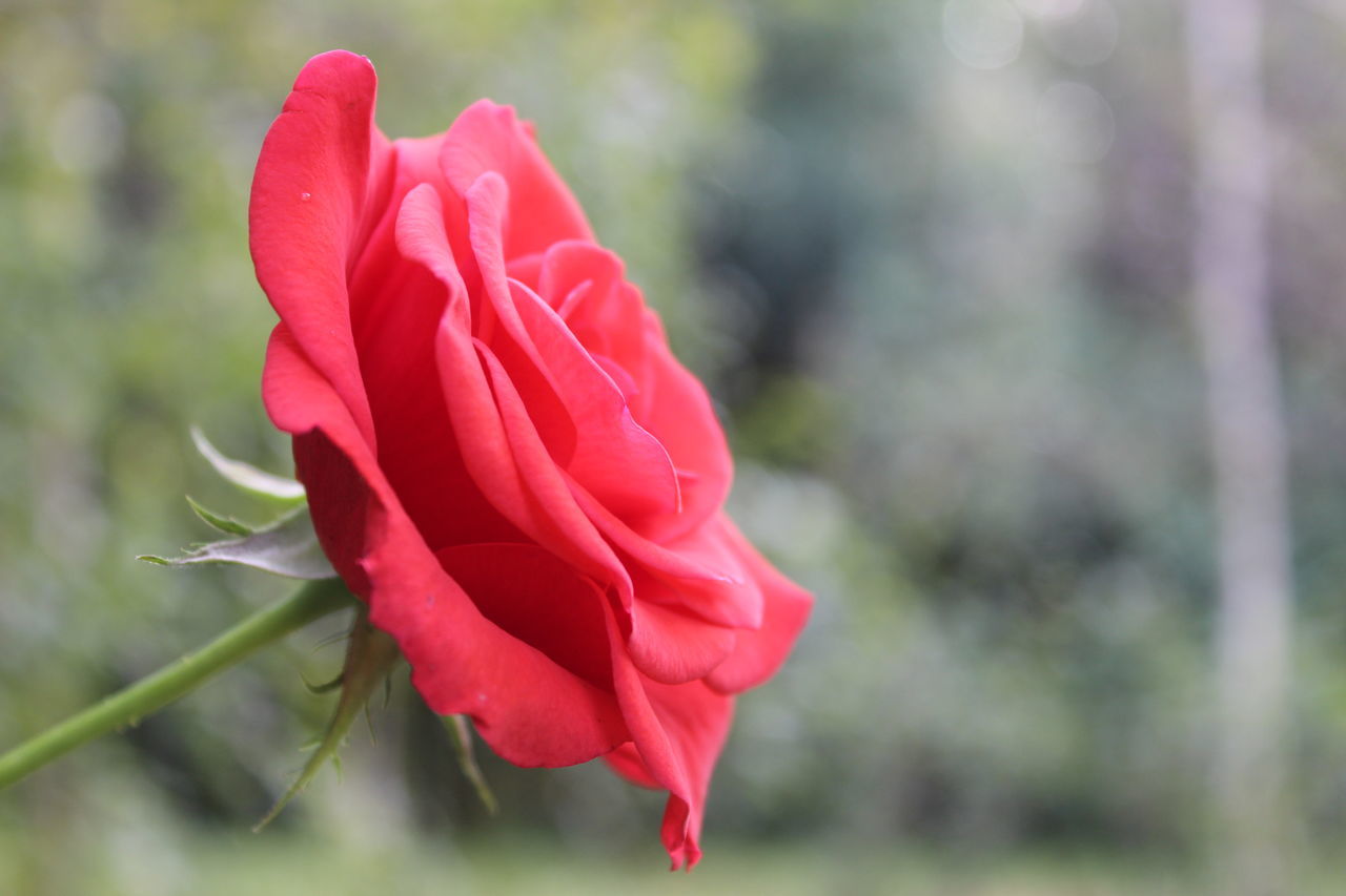 flower, fragility, petal, freshness, flower head, close-up, stem, rose - flower, beauty in nature, focus on foreground, growth, red, nature, single flower, pink, vibrant color, springtime, selective focus, in bloom, pink color, blossom, outdoors, softness, rose, day, botany, rose petals, blooming, no people, sepal