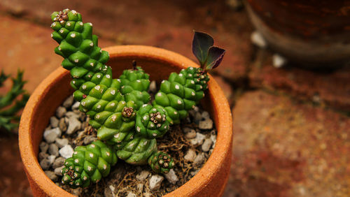 High angle view of succulent plant in pot