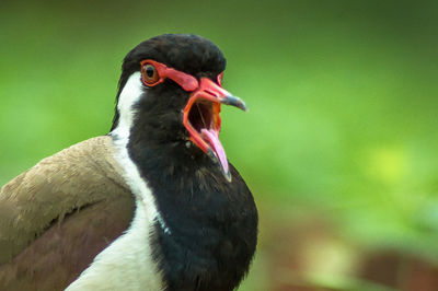 Close-up of bird