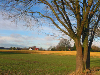 Scenic view of agricultural field against sky