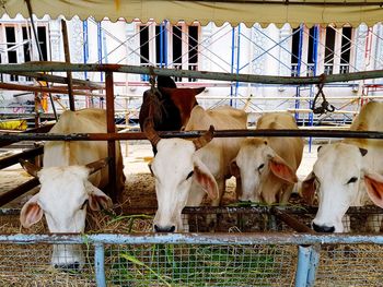 Cows standing in ranch