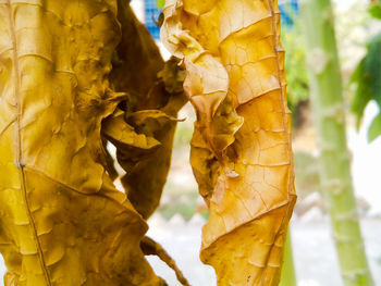 Close-up of leaves against blurred background