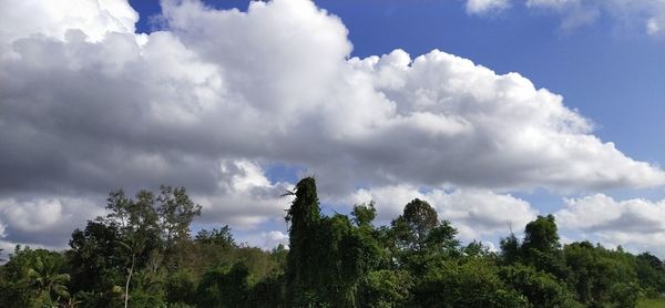 Low angle view of trees against sky