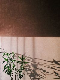 Plant against wall
