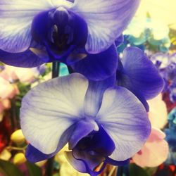 Close-up of purple flowers blooming outdoors