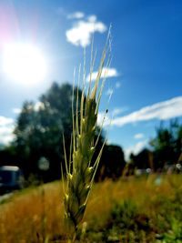 Close-up of plants growing on field