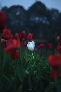 Close-up of red flowering plants on field