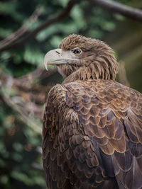 Close-up of eagle looking away