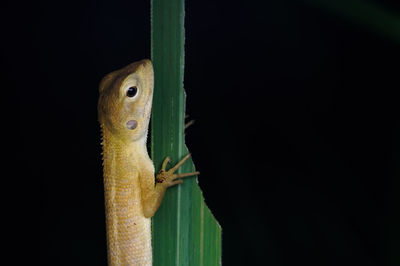 Close-up of chameleon on leaf against black background