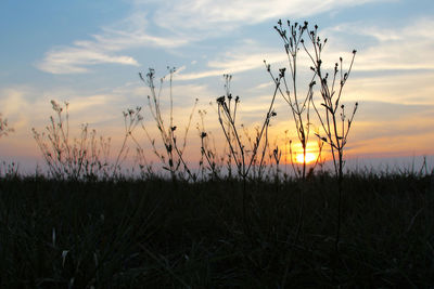 Silhouette plants on field against sky during sunset