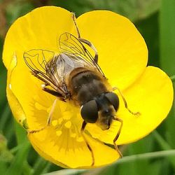 Close-up of honey bee on flower