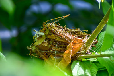 Close-up of insect on plant