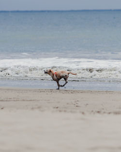Side view of dog running on shore at beach