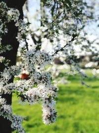 Close-up of white apple blossoms in spring