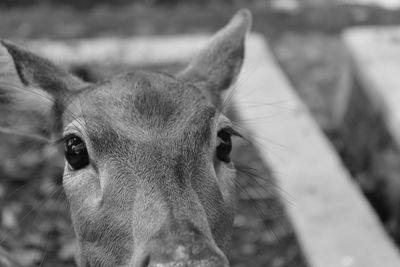 Close-up portrait of a horse