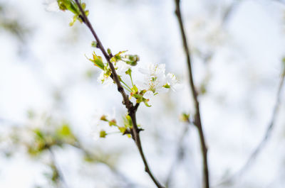 Close-up of white flowering plant