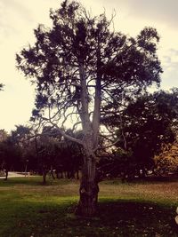 Trees on field against sky