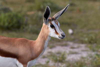 Close-up of a springbok in etosha