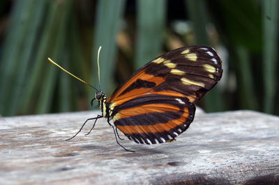 Close-up of butterfly on wood