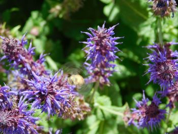 Close-up of purple flower