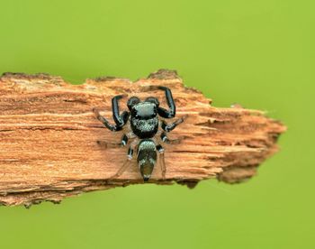 Close-up of spider