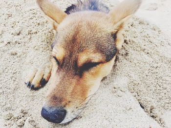 Close-up of dog sleeping on sand