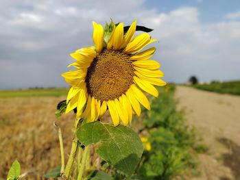 Close-up of sunflower against sky